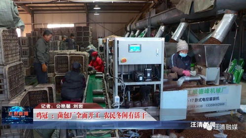 雞冠菌包廠全面開工，網(wǎng)絡(luò)工程賦能，農(nóng)民冬閑有活干